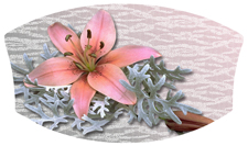 DNSWILL 023 Pink Lily